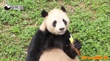 饲养员用四川话跟熊猫说话，熊猫：你在说哪个？