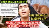 Astagfirullah Kucing Kampung Ini Biayanya Bikin Jantungan Dan Menjerit Selama Di Rawat Di Klinik..!