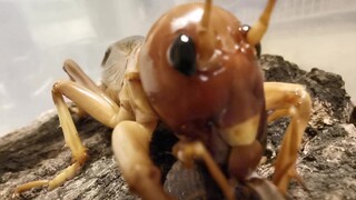 A cricket's mukbang