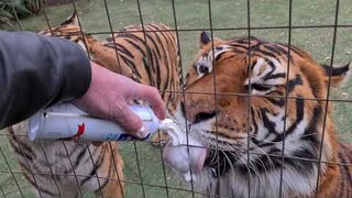 Just a tiger enjoying cream!