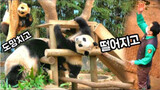 Animal | Panda Fubao Climbs Up The Tree As Soon As He Saw The Keeper