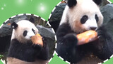 Panda Rourou eats its birthday cake. Pumpkin is its favourite food!