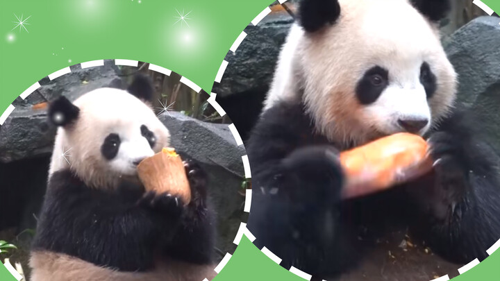 Panda Rourou eats its birthday cake. Pumpkin is its favourite food!