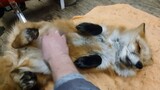 How to Massage a Little Fox Belly