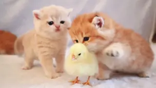 When the chick fell into the cats