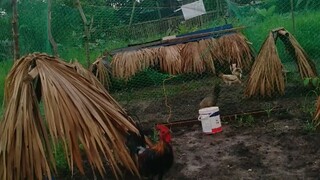 isa sa mga kapatid ng binebenta sa Shopee itlog (Red straight comb)