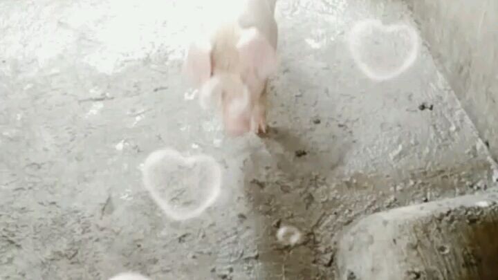 Piggies 💓