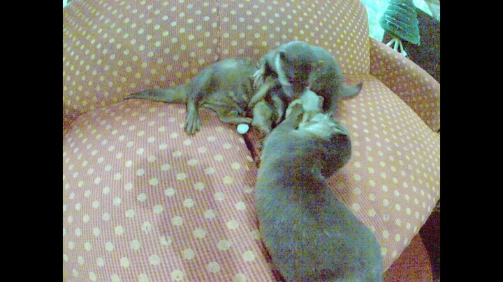 3 Frisky Baby Otter pups playing - #otters