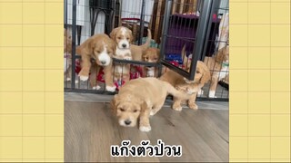 เพื่อนตัวน้อยแสนซน : แก๊งตัวป่วน