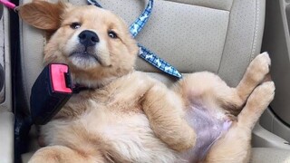 Funniest & Cutest Golden Retriever Puppies 35 - Funny Puppy Videos 2019