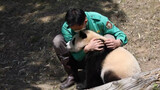 210428 Daddy consoles Fu Bao who fell from a tree.