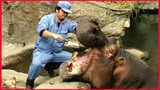 Brushing The Hippo Teeth And Meal Time.