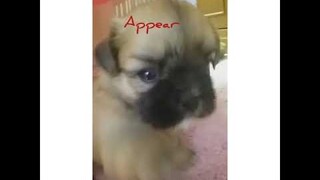 Shih-tzu puppies cute playing / shihtzu 1 month awesome