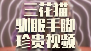 【MMD】【丝茉茉_楚天明】三花猫学跳舞珍贵视频