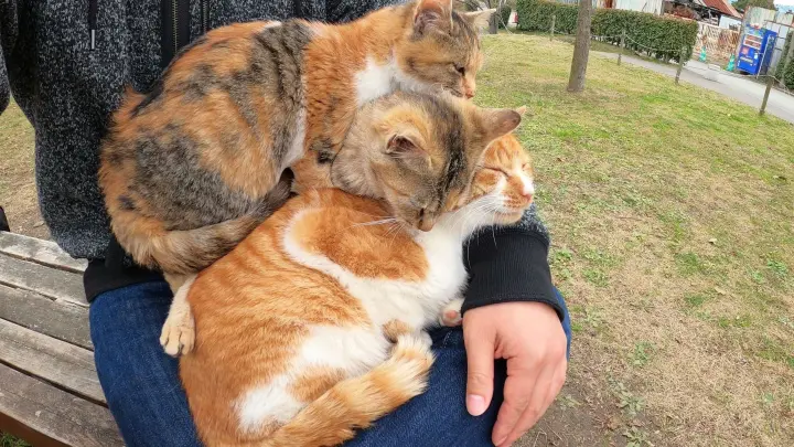[Animals]Cats stacking up on human's lap to get warm