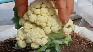 Planting Cauliflower at Home