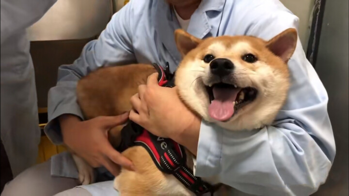 [Động vật] Một lần đi tiêm của em chó Shiba: Tui đau quá đi