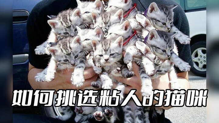 如何从一窝小猫中一眼选中最粘人的那只？最后一个可以直接带走了！