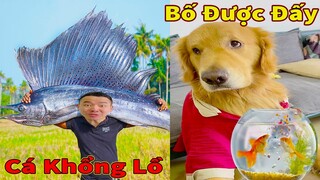 Thú Cưng TV | Tứ Mao Đại Náo #55 | Chó Golden Gâu Đần thông minh vui nhộn | Pets cute smart dog