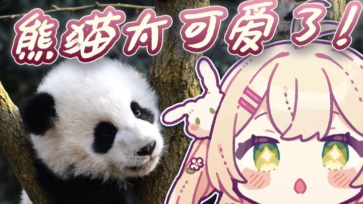 日本兔兔看熊猫视频，变成了无情的卡哇伊机器【羽咲rabi】