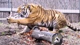 [Remix]Lihat Betapa Kuatnya Harimau