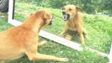วิดีโอสุนัขตลกสุด 28 ชิวาว่าทีวี