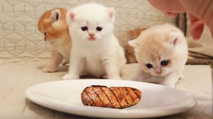 Kucing Kecil Makan Daging Pertama Kali