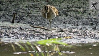 Migratory COMMON SNIPE, Singapore