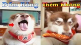Dương KC | Ngáo Husky Troll Bố #14 | chó thông minh đáng yêu | funny cute smart dog pets Thú Cưng TV