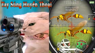 Thú Cưng TV | Dương KC Pets | Mèo Sam Và Miu | mèo thông minh vui nhộn | funny cute smart cat