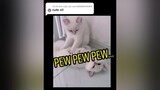 Trả lời  pew pew pewmeocute lovecat huanluyenmeo