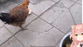 [Hiiro] Maomao nhìn vào "Ở đâu có động vật, ở đó có sông hồ, và tôi không thể làm gì để chúng cứ đán