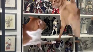 【The cat meme of the plastic man】The moment when the contemporary plastic man breaks the defense