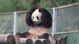 Meng Lan si panda, wah, lucu sekali dia mengelus telinga!