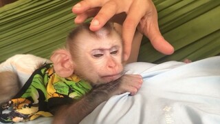 Mom lullaby monkey Mino to sleep