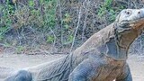 Dunia binatang, video biawak India memakan hewan kecil. Telan dalam sekali teguk