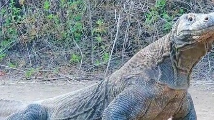 Animal world, video of Indian monitor lizard eating small animals. Swallow it in one gulp