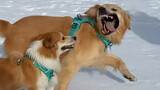 [คลิปสัตว์]ห้ามพาน้องหมาไปเล่นสกีเด็ดขาด!!!