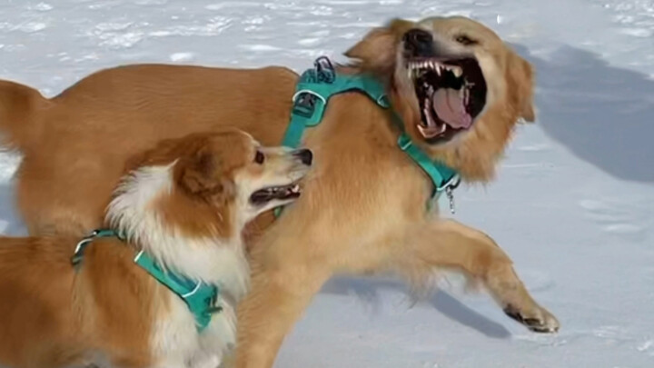 [Hewan]Jangan Pernah Bawa Anjing Main Salju