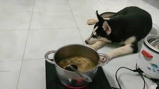 A Ngáo husky sáng ăn chay chiều ăn chay đụng thịt || #pet #thucung #ngáohusky #yeuchomeo #husky