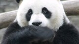 大熊猫怡畅成精了，听懂游客吐槽，气得直喘气！