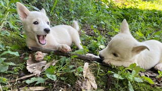 2 Anak Anjing yang Memakan Peliharaanku