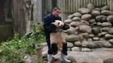 [Panda] He Hua Is the Most Obedient Panda!