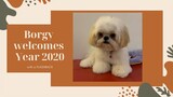 Cute Shih Tzu Puppy Welcomes Year 2020 with A Flashback ( Cute Dog Video)