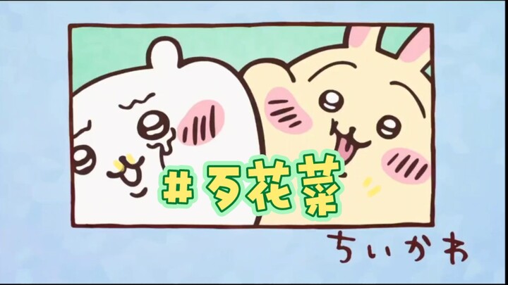 大连话版chiikawa第四集 歹花菜