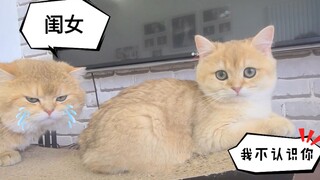 猫爸爸洗澡后，小奶猫不认识它了！