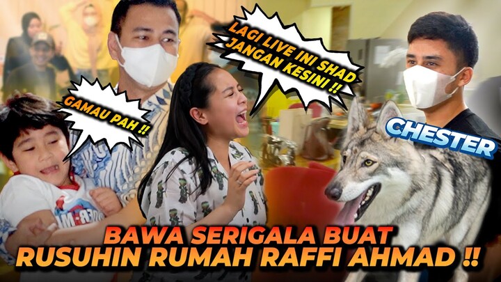 CHESTER SI SERIGALA GREBEK RUMAH RAFFI AHMAD DAN RANS ENTERTAINMENT !! SEMUA KOCAR KACIR KETAKUTAN !