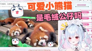 日本好妹妹鉴赏可爱小熊猫，变成了无情的卡哇伊机器【铃白小夜】