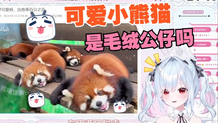 日本好妹妹鉴赏可爱小熊猫，变成了无情的卡哇伊机器【铃白小夜】