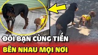 Đôi bạn CÚN thân thiết, đi vệ sinh cũng phải đi CÙNG NHAU 😂 | Yêu Lu